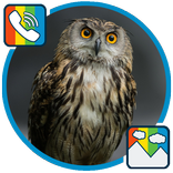 Owl - RINGTONES and WALLPAPERS