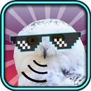 Owl Sounds and Ringtones Free APK