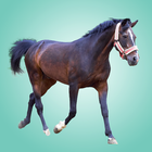 Domestic animals for kids icône