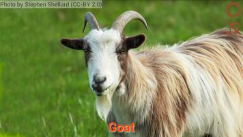 Domestic animals for kids capture d'écran 3