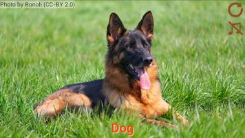 Domestic animals for kids capture d'écran 1