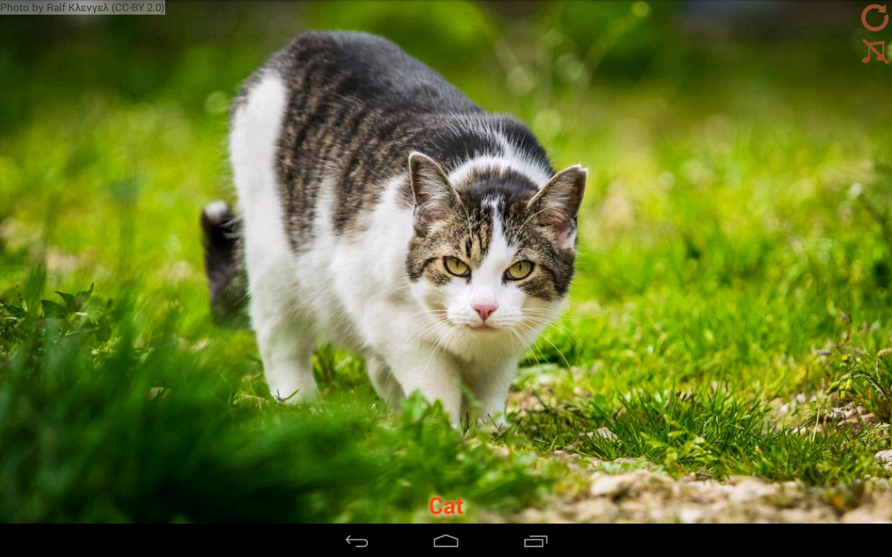 Domestic animals for kids APK for Android Download Domestic animals for kids APK for Android Download