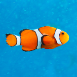 Рыбы - энциклопедия для детей