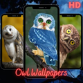 Owl Wallpapers Full HD