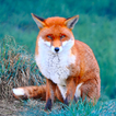 Forest Animals for Children