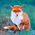 آیکون‌ Forest Animals for Children