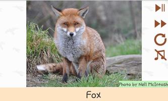 پوستر Forest Animals for Children