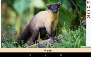 برنامه‌نما Forest Animals for Children عکس از صفحه