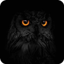 🦉 Owl Wallpaper 🦉 APK