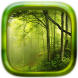 Picture Puzzle: Forest