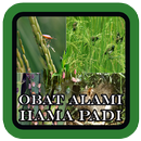 Obat Alami Hama Padi-APK