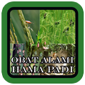 Obat Alami Hama Padi