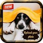 Collie Photo Frame icon