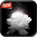 Rose Photo Frame APK