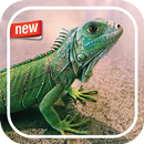 Lizard Photo Frame APK