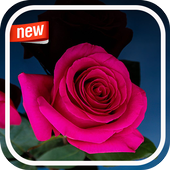 Ross Flowe rPhotoFlower icon