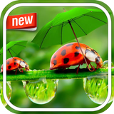 Waterdrop Photo Frame icono