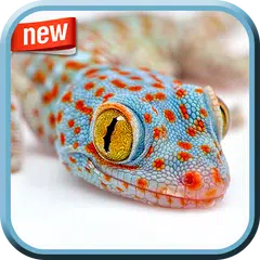 Amazing Wildlife Photo Frame APK 下載