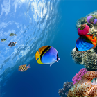 Ocean Aquarium 3D Free LWP biểu tượng