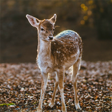 Game Camera Pro2 أيقونة
