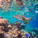 Ocean Wallpaper APK
