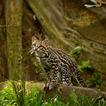 Ocelot Wallpaper