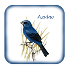 Canto De Azulao ícone