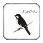 Icona Canto De Bigodinho