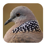 Kicau Derkuku Gacor Manggung