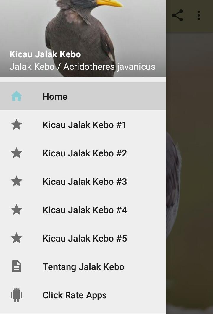 Kicau Jalak Kebo Gacor Pikat For Android Apk Download