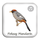 Kicau Poksay Mandarin Gacor icono