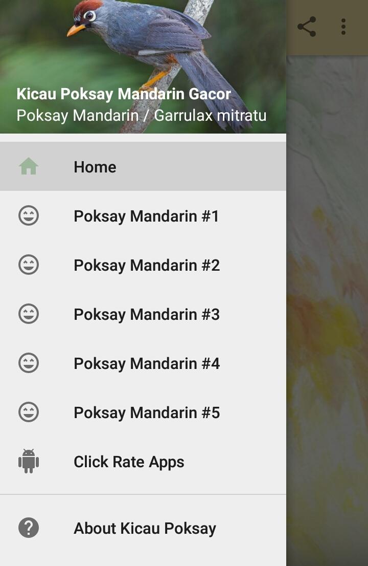 Kicau Poksay Mandarin Gacor for Android - APK Download