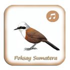 Kicau Poksay Sumatera Gacor icono