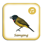 Kicau Samyong Gacor Pikat simgesi