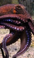 Octopus Wallpaper gönderen