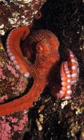 Octopus Wallpaper Ekran Görüntüsü 2