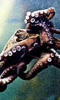 Octopus Wallpaper Ekran Görüntüsü 3