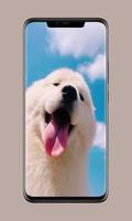 cute dog wallpaper penulis hantaran