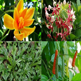 Get To Know Medicinal Plants A icon