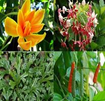 Get To Know Medicinal Plants A 海報