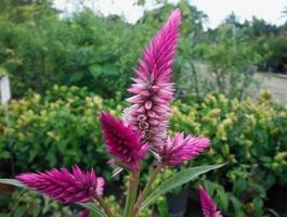 plantes médicinales autour de  capture d'écran 3