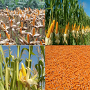 Guide To Growing Organic Corn APK