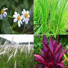 Herbes secrètes des plantes à  icône