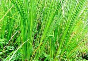 Herbes secrètes des plantes à  capture d'écran 3