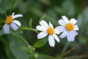 Herbes secrètes des plantes à  capture d'écran 2