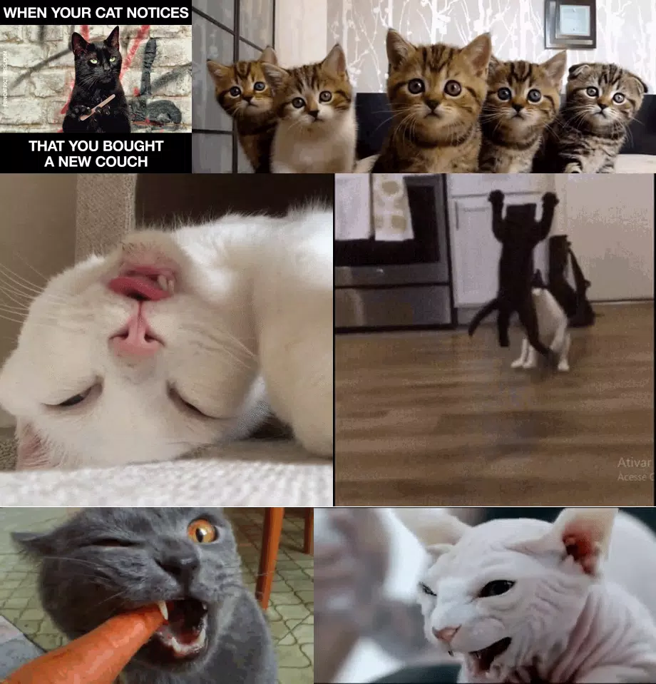 Cat & Kitten MeMe: Funny/Cute/Angry/Eating/Sleepy APK for Android Download Cat & Kitten MeMe: Funny/Cute/Angry/Eating/Sleepy APK for Android Download