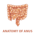 Anatomy of Anus
