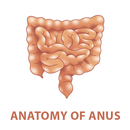 Anatomy of Anus APK