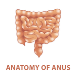 Anatomia del Ano
