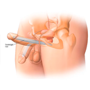 Penis Anatomy APK
